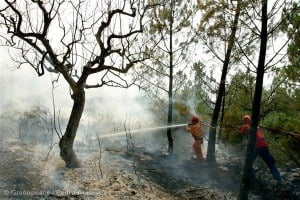 La mejor solución para reducir el impacto negativo de los incendios forestales